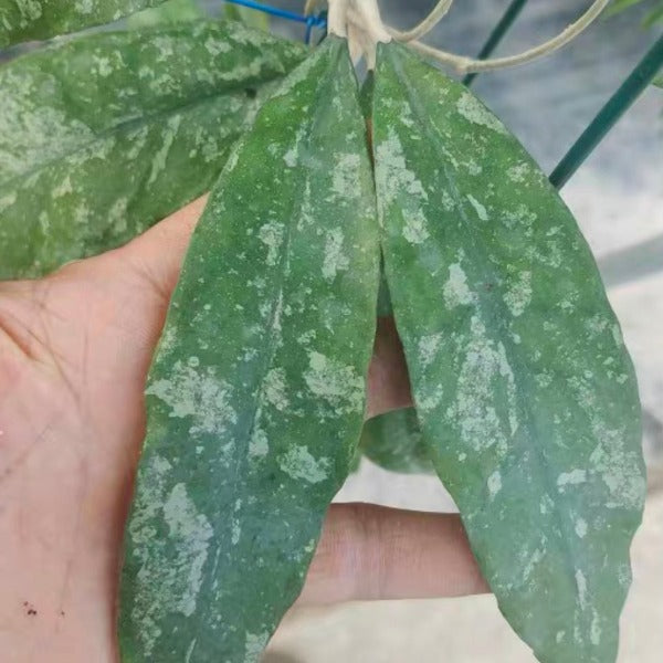 費賴迅董裏毬蘭（ Hoya finlaysonii ‘trang’ ）