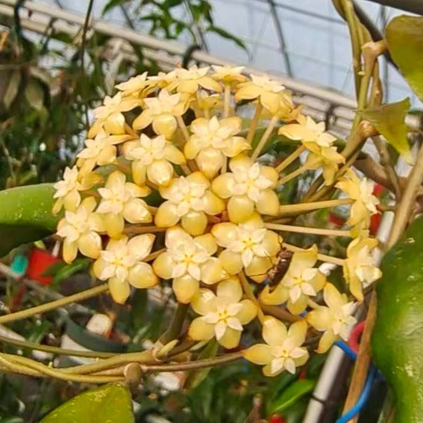 費賴迅董裏毬蘭（ Hoya finlaysonii ‘trang’ ）