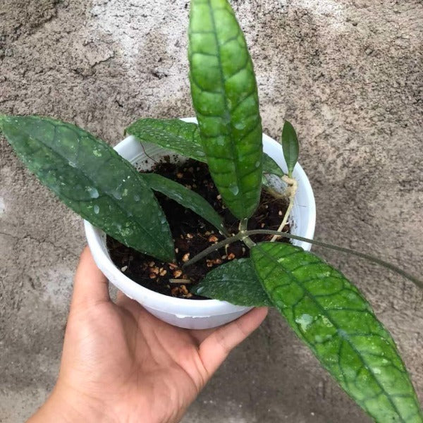 費賴迅長葉毬蘭（ Hoya finlaysonii long leaf ）