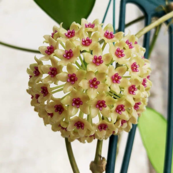 漢西亞奶油毬蘭（ Hoya hanhiae ‘ cream’ ）