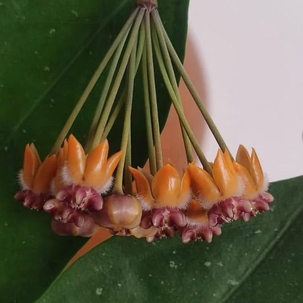 猴王毬蘭( Hoya praetorii )