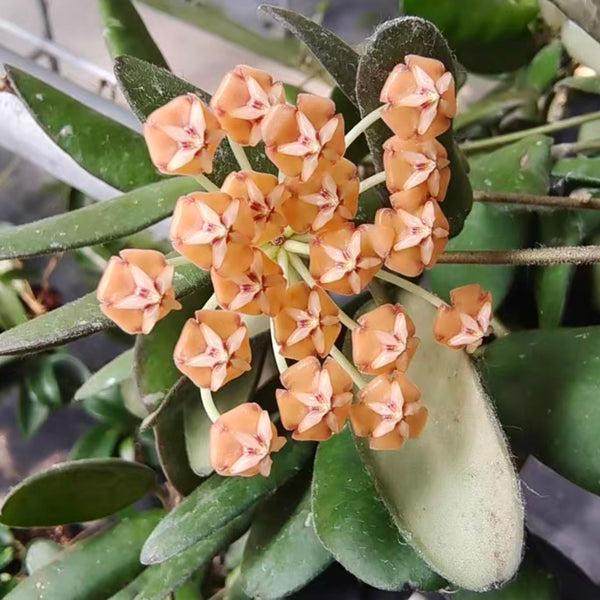 玉扣球蘭（Hoya sp. Gps 7240）