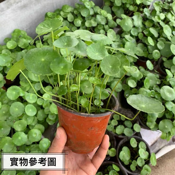 銅錢草（ Hydrocotyle vulgaris ）