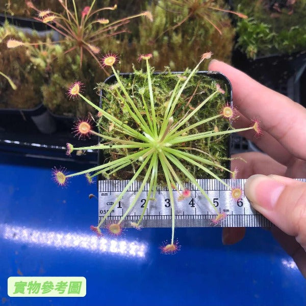 紅孔雀毛氈苔茅膏菜 Drosera paradoxa