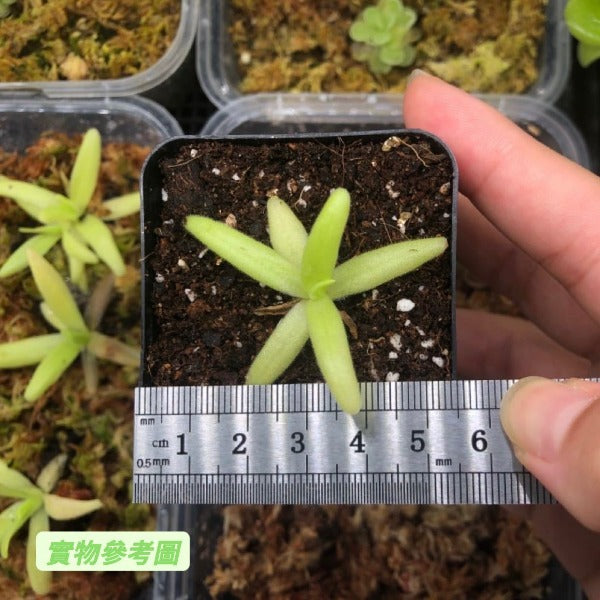 阿芙蘿狄蒂捕蟲堇 Pinguicula ' Aphrodite '