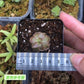 墨蘭捕蟲堇 Pinguicula moranensis f.rosei