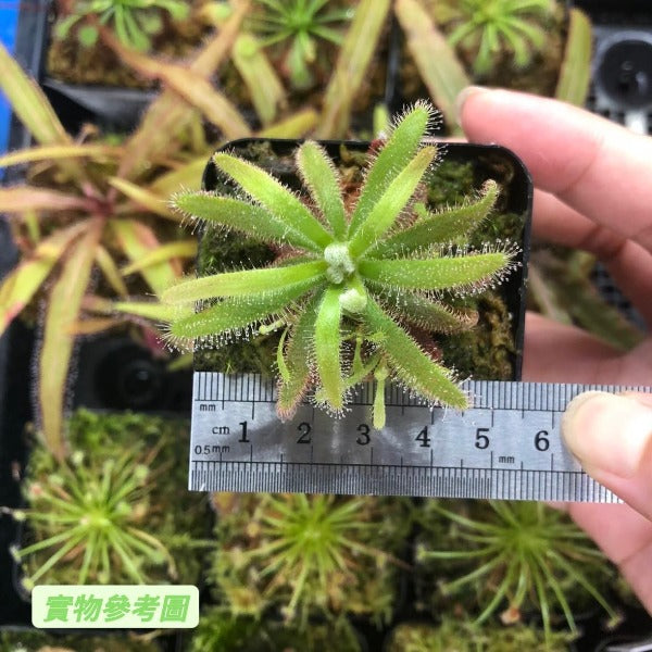 格拉莫哥毛氈苔茅膏菜 Drosera graomogolensis