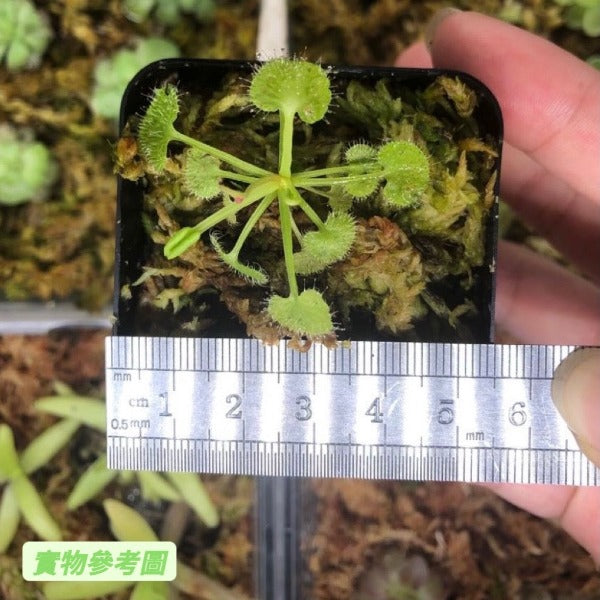 負子愛心毛氈苔茅膏菜 Sundews ( Drosera prolifera )