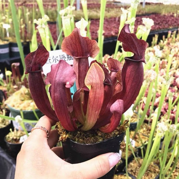 查爾遜瓶子草 ( Sarracenia x chelsonii )