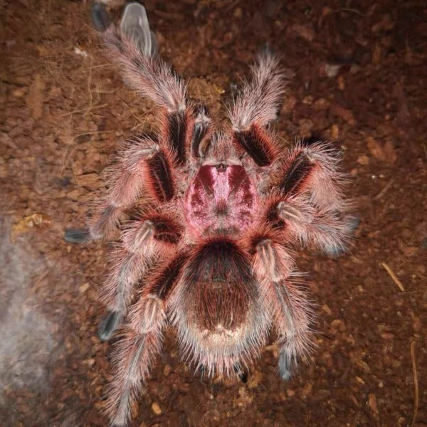 智利火玫瑰 Chilean Rose Hair Tarantula (Grammostola rosea)