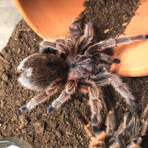 智利火玫瑰 Chilean Rose Hair Tarantula (Grammostola rosea)