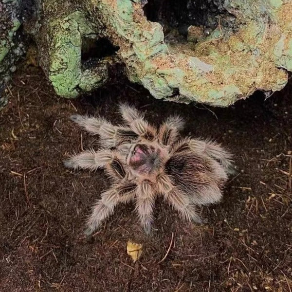 智利火玫瑰 Chilean Rose Hair Tarantula (Grammostola rosea)