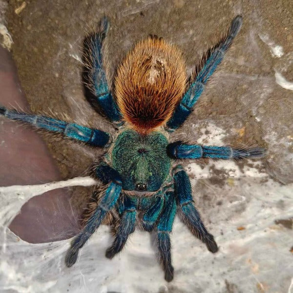 紅綠橙蜘蛛 Greenbottle Blue Tarantula ( Chromatopelma cyaneopubescens )