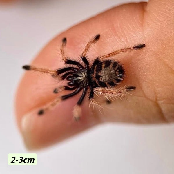 紅綠橙蜘蛛 Greenbottle Blue Tarantula ( Chromatopelma cyaneopubescens )