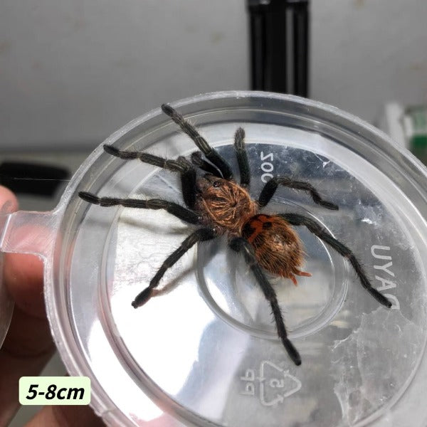 紅綠橙蜘蛛 Greenbottle Blue Tarantula ( Chromatopelma cyaneopubescens )