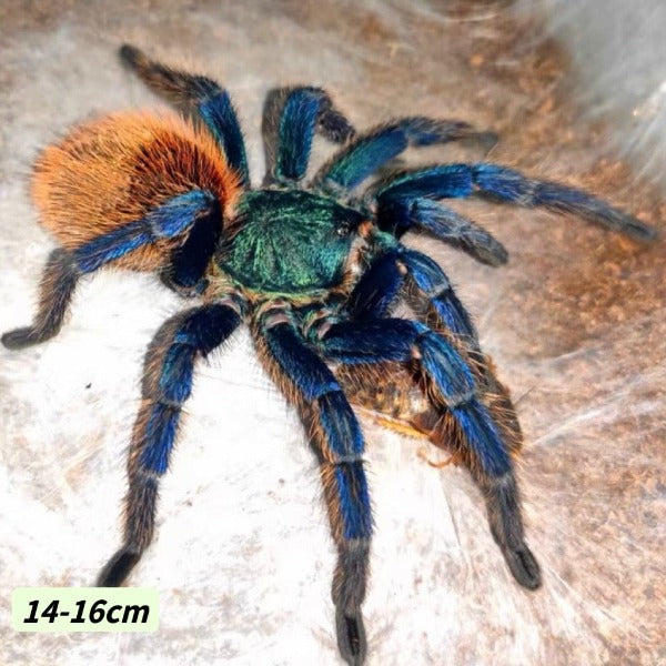 紅綠橙蜘蛛 Greenbottle Blue Tarantula ( Chromatopelma cyaneopubescens )