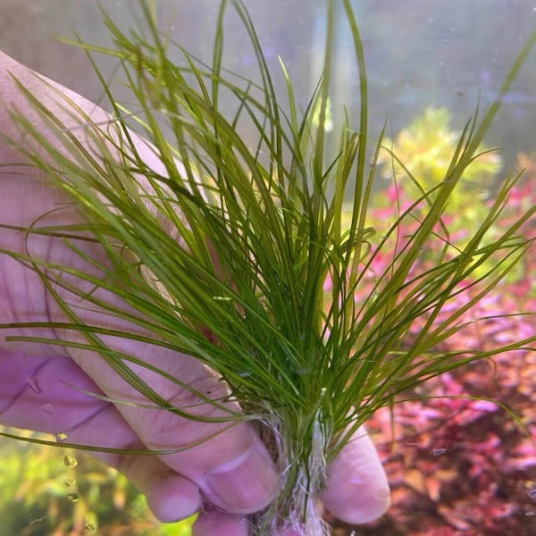 針葉皇冠 Narrow Leaf Chain Sword ( Echinodorus tenellus )