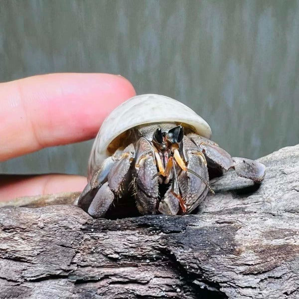 灰白寄居蟹 Wrinkled Land Hermit Crab ( Coenobita rugosus )