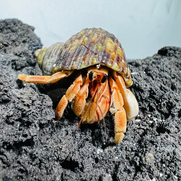 紅灰白寄居蟹 Wrinkled Land Hermit Crab ( Coenobita rugosus var. Red )