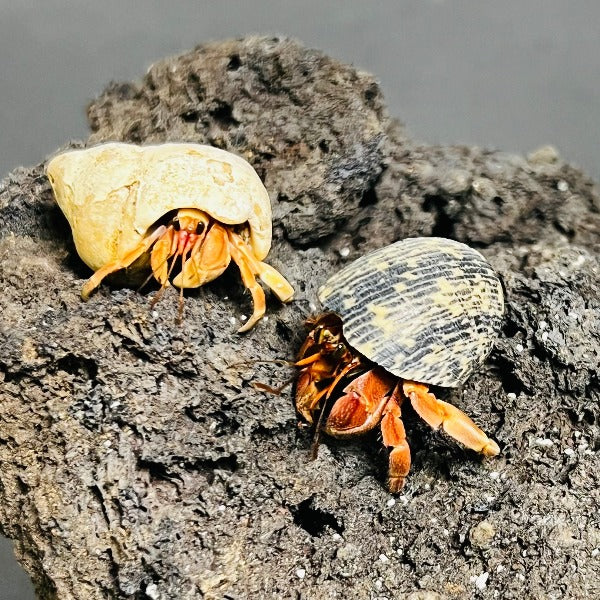 紅灰白寄居蟹 Wrinkled Land Hermit Crab ( Coenobita rugosus var. Red )