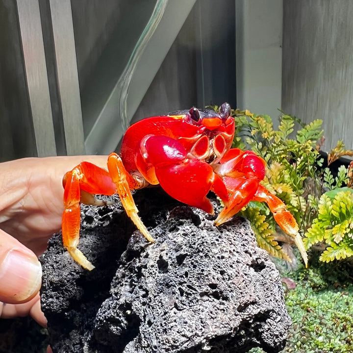 黑背陸蟹 Blackback Land Crab ( Gecarcinus lateralis )