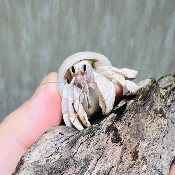 灰白寄居蟹白色變異 Wrinkled Land Hermit Crab ( Coenobita rugosus var. White )