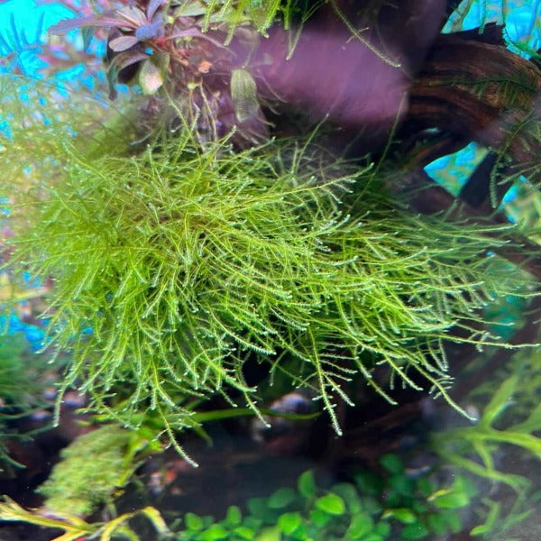 爪哇莫斯 Java Moss ( Taxiphyllum barbieri )