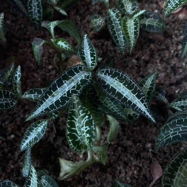 細葉銀脈寶石蘭  Jewel orchid（ Goodyera pusilla ）