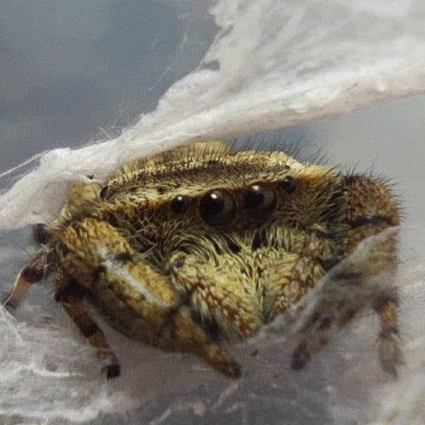 阿貝寬胸蠅虎  Jumping Spider ( Rhene albigera  )