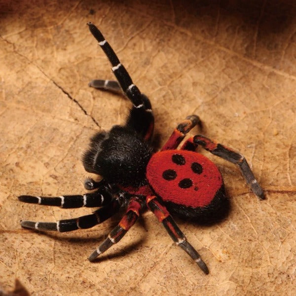 柯氏隆頭蛛  Ladybird spider （ Eresus kollari ）