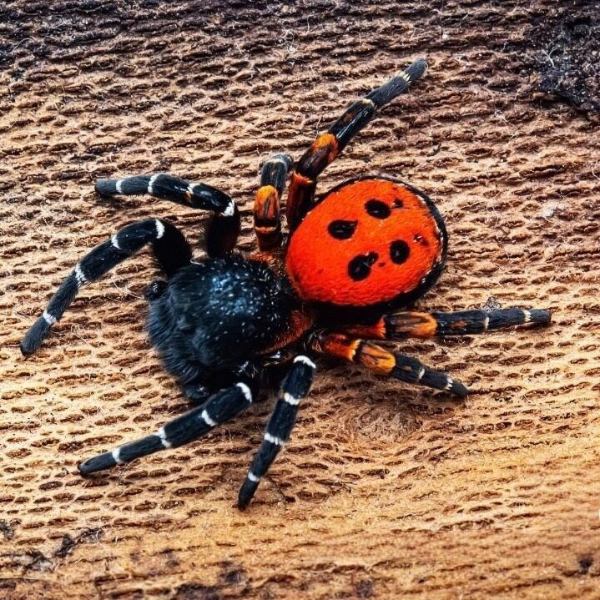 柯氏隆頭蛛  Ladybird spider （ Eresus kollari ）