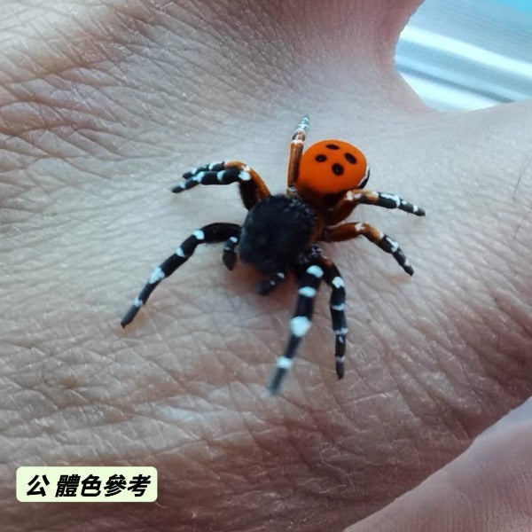 柯氏隆頭蛛  Ladybird spider （ Eresus kollari ）