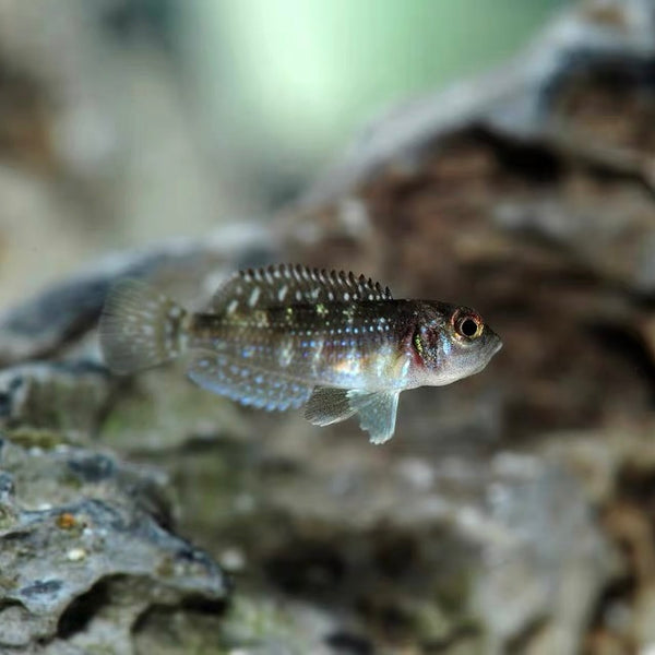 鑽石貝（ Lamprologus stappersi ）