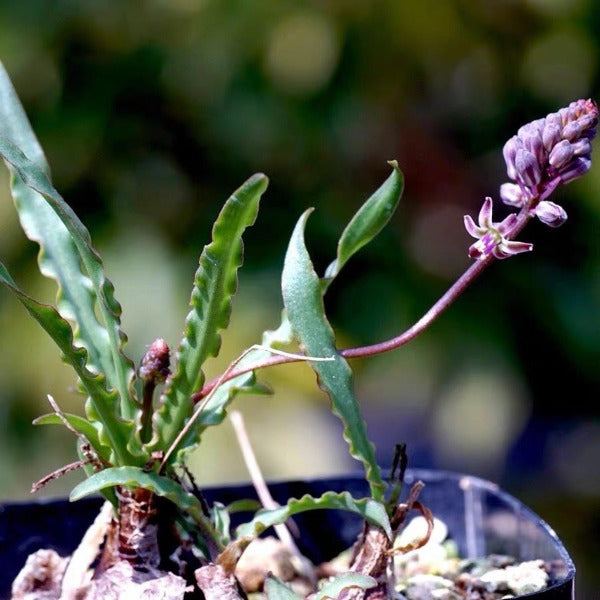 波葉百合 ( Ledebouria crispa )