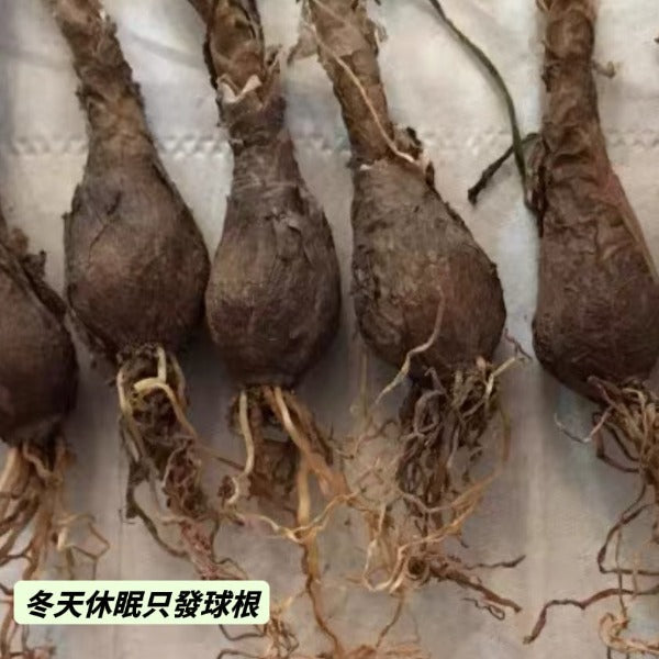 波葉百合 ( Ledebouria crispa )