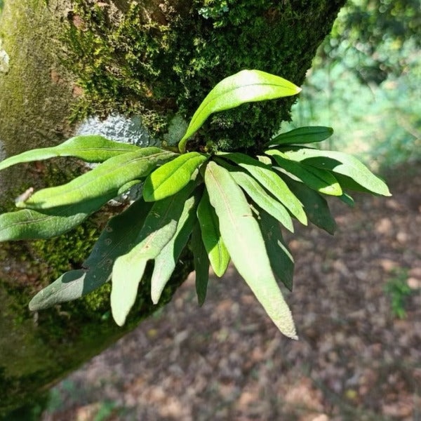 瓦韋蕨( Lepisorus thunbergianus )