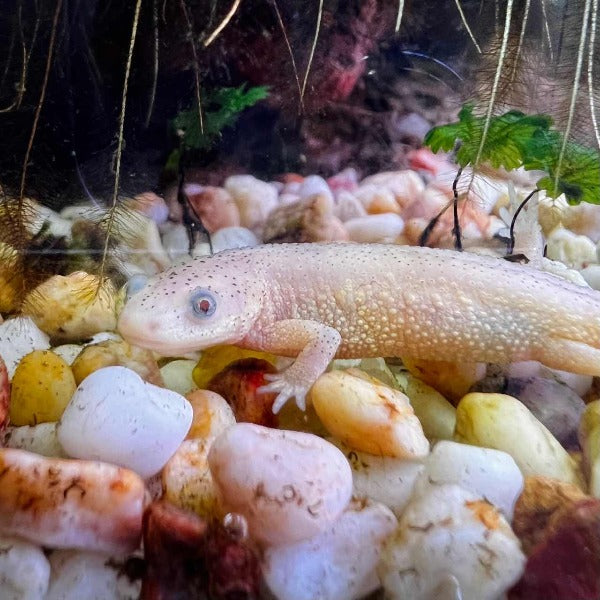 西班牙肋突螈 Leucistic Spanish Ribbed Newt ( Pleurodeles waltl )