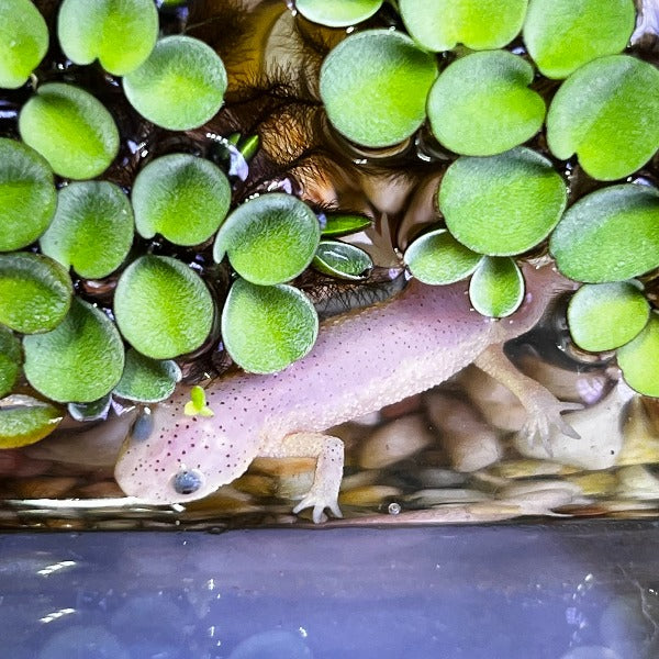 西班牙肋突螈 Leucistic Spanish Ribbed Newt ( Pleurodeles waltl )