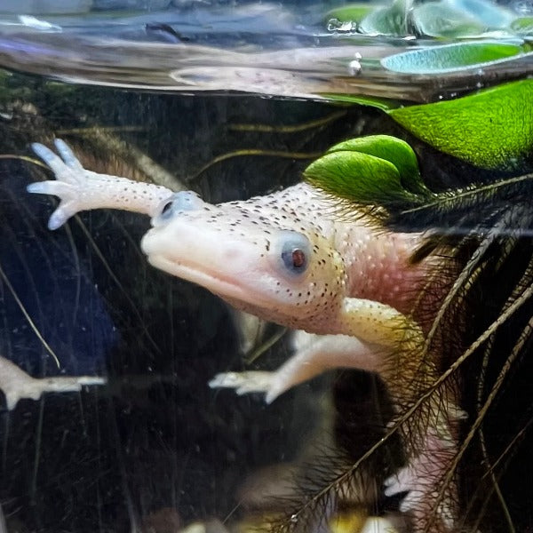 西班牙肋突螈 Leucistic Spanish Ribbed Newt ( Pleurodeles waltl )