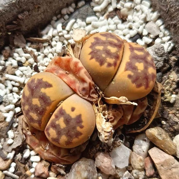 紅紋麗虹玉生石花 （ Lithops dorotheae C124）