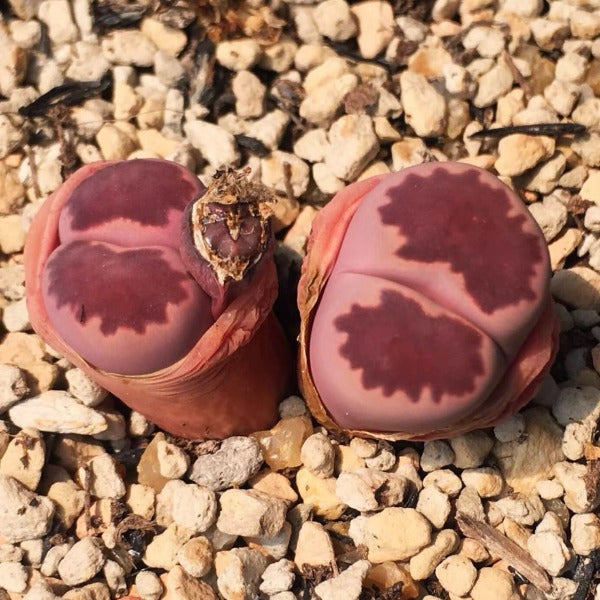 紫李夫人生石花 （ Lithops salicola 'Bacchus' ）