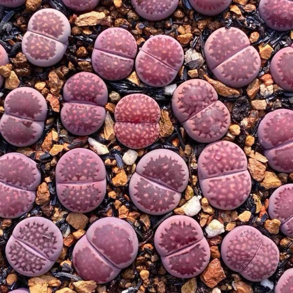 紫李夫人生石花 （ Lithops salicola 'Bacchus' ）