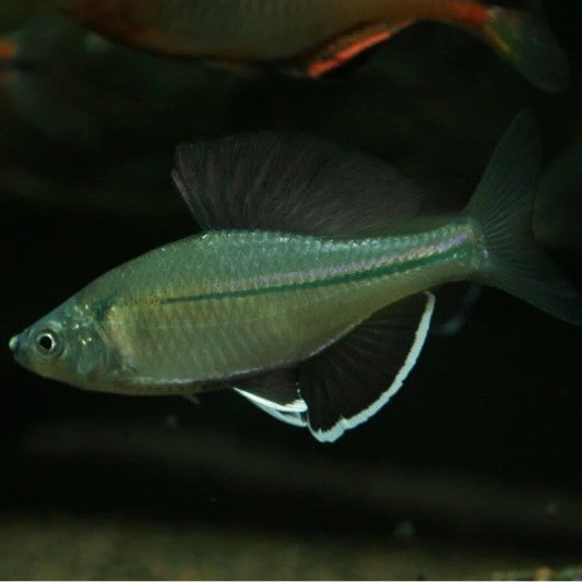 彩鱊 Long Fin Bitterling ( Acheilognathus imberbis )