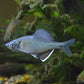 彩鱊 Long Fin Bitterling ( Acheilognathus imberbis )