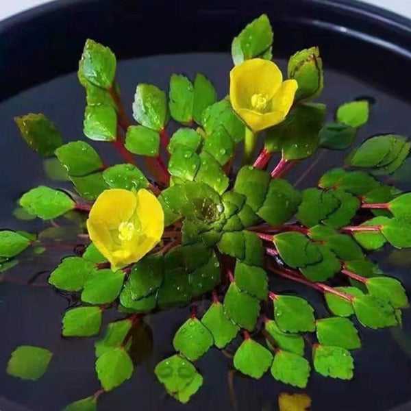 黃花菱  ( Ludwigia sedioides )