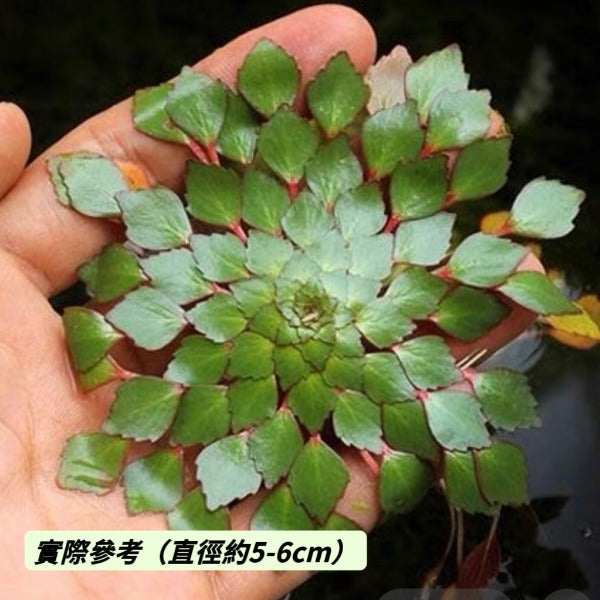 黃花菱  ( Ludwigia sedioides )