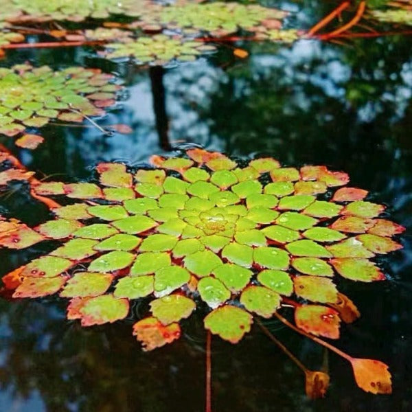 黃花菱  ( Ludwigia sedioides )