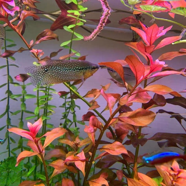 魯賓葉底紅 Ludwigia sp. Weinrot (Ludwigia repens 'rubin')