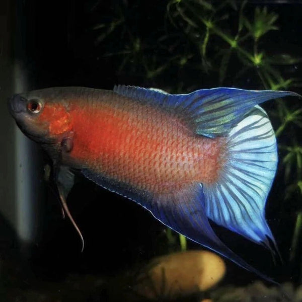 澳洲藍火焰鬥魚 ( Macropodus sp. )