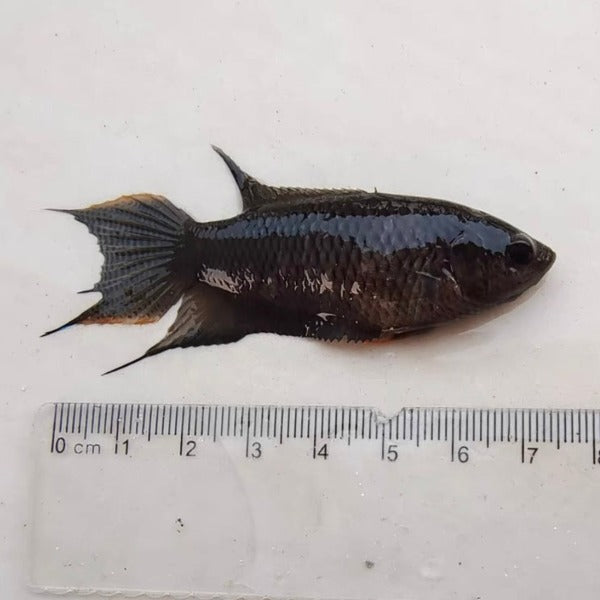 越南黑叉尾鬥魚 ( Macropodus spechti )